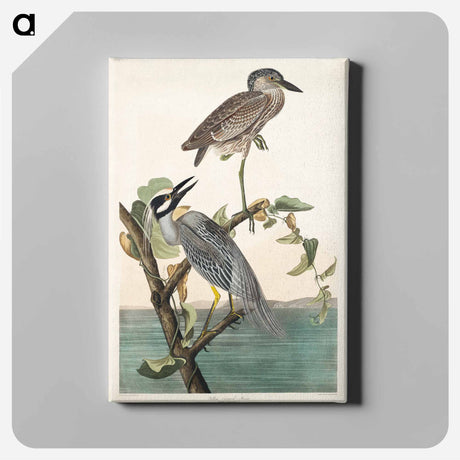 アートパネル-Yellow-Crowned Heron from Birds of America
 - アメリカの鳥たち Canvas.