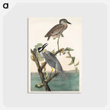 アートポストカード-Yellow-Crowned Heron from Birds of America
 - アメリカの鳥たち Postcard.