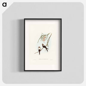アートポスター-White-breasted Swallow
 - オーストラリアの鳥 Poster.