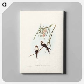 アートパネル-White-breasted Swallow
 - オーストラリアの鳥 Canvas.
