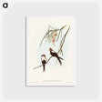 アートポストカード-White-breasted Swallow
 - オーストラリアの鳥 Postcard.