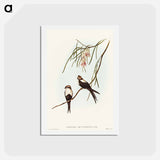 アートポストカード-White-breasted Swallow
 - オーストラリアの鳥 Postcard.