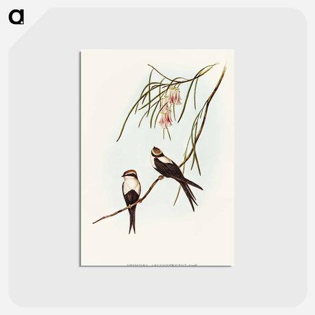 アートポストカード-White-breasted Swallow
 - オーストラリアの鳥 Postcard.