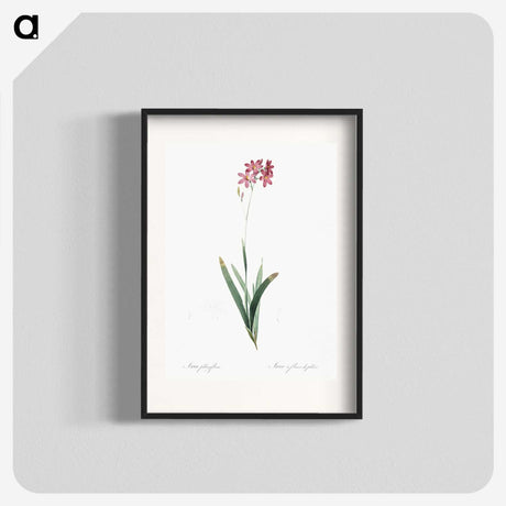 2-13_The-Lilies_blk