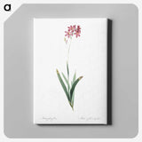 2-13_The-Lilies_canvas