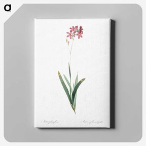 2-13_The-Lilies_canvas