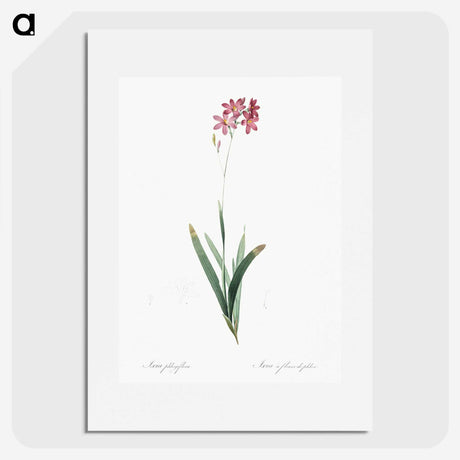 2-13_The-Lilies_picture