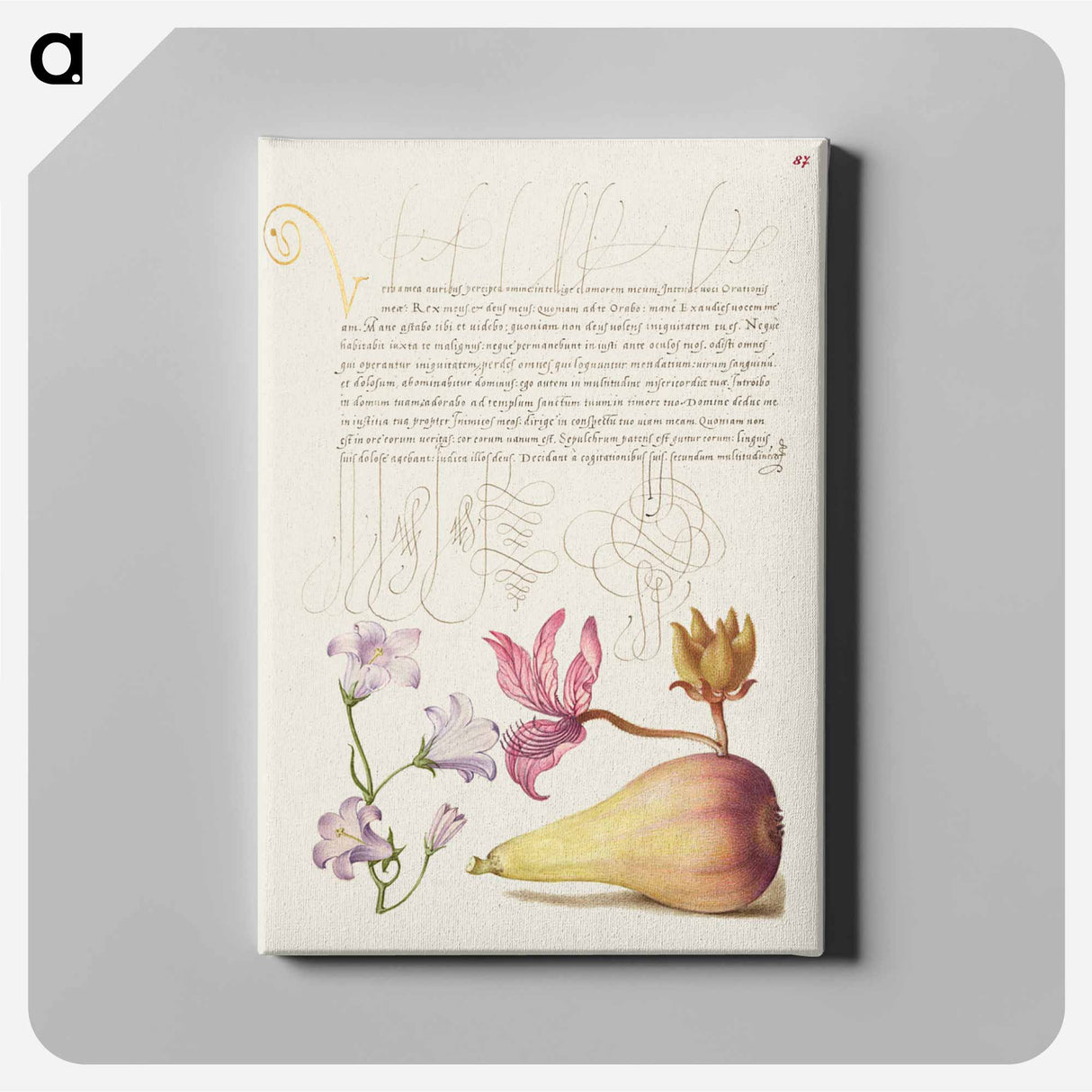 アートパネル-Rampion, Dittany, and Pear from Mira Calligraphiae Monumenta
 - 書道のお手本 Canvas.