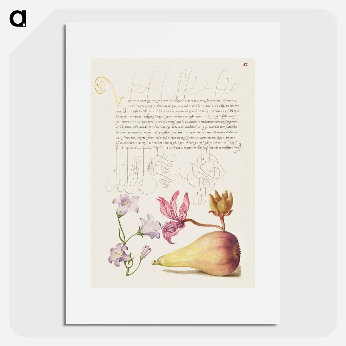 アートポスター-Rampion, Dittany, and Pear from Mira Calligraphiae Monumenta
 - 書道のお手本 Poster.