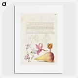 アートポスター-Rampion, Dittany, and Pear from Mira Calligraphiae Monumenta
 - 書道のお手本 Poster.