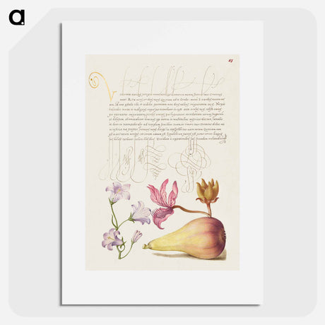 アートポスター-Rampion, Dittany, and Pear from Mira Calligraphiae Monumenta
 - 書道のお手本 Poster.