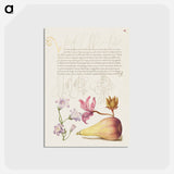 アートポストカード-Rampion, Dittany, and Pear from Mira Calligraphiae Monumenta
 - 書道のお手本 Postcard.