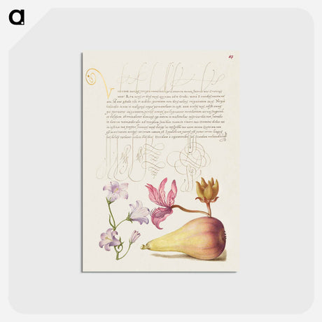 アートポストカード-Rampion, Dittany, and Pear from Mira Calligraphiae Monumenta
 - 書道のお手本 Postcard.