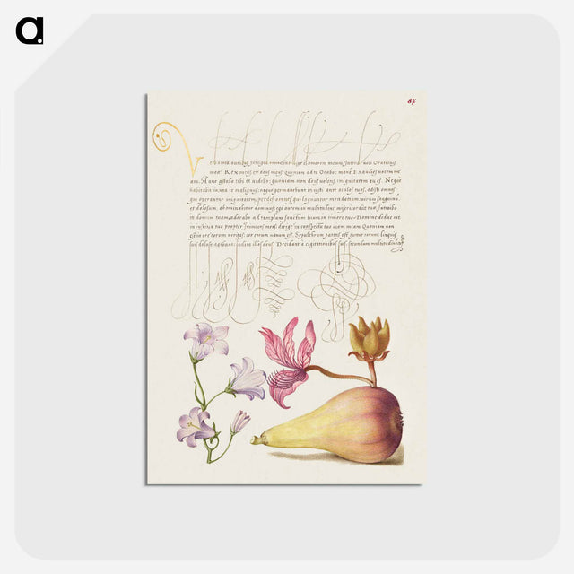 アートポストカード-Rampion, Dittany, and Pear from Mira Calligraphiae Monumenta
 - 書道のお手本 Postcard.