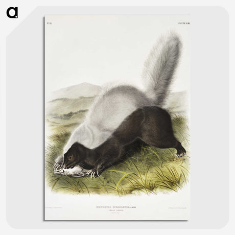 2-13_The-Viviparous-Quadrupeds_picture-crop