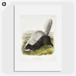 2-13_The-Viviparous-Quadrupeds_picture
