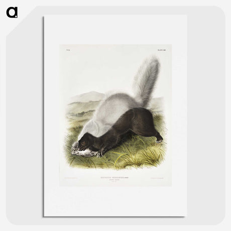 2-13_The-Viviparous-Quadrupeds_picture