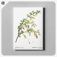 2-13_Treatise-on-Trees-and-Shrubs_canvas