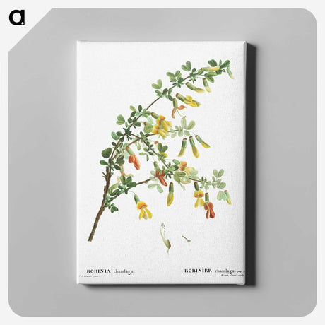 2-13_Treatise-on-Trees-and-Shrubs_canvas