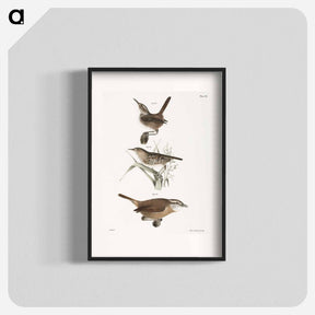 アートポスター-The Marsh Wren (Troglodytes palustris) 93. The Short-billed Wren (Troglodytes brevirostris) 94. The Mocking Wren (Troglodytes ludovicianus) illustration from Zoology of New York by . O - ニューヨークの動物学 Poster.