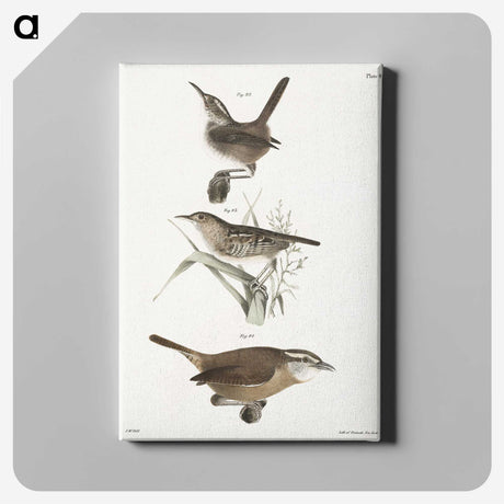 2-13_Zoology-of-New-York_canvas