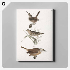 アートパネル-The Marsh Wren (Troglodytes palustris) 93. The Short-billed Wren (Troglodytes brevirostris) 94. The Mocking Wren (Troglodytes ludovicianus) illustration from Zoology of New York by . O - ニューヨークの動物学 Canvas.