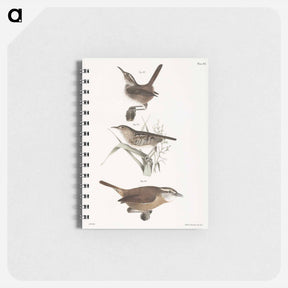 アートメモ帳-The Marsh Wren (Troglodytes palustris) 93. The Short-billed Wren (Troglodytes brevirostris) 94. The Mocking Wren (Troglodytes ludovicianus) illustration from Zoology of New York by . O - ニューヨークの動物学 Memo.