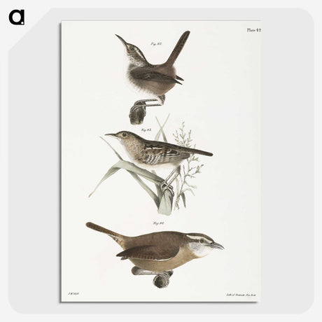 2-13_Zoology-of-New-York_picture-crop