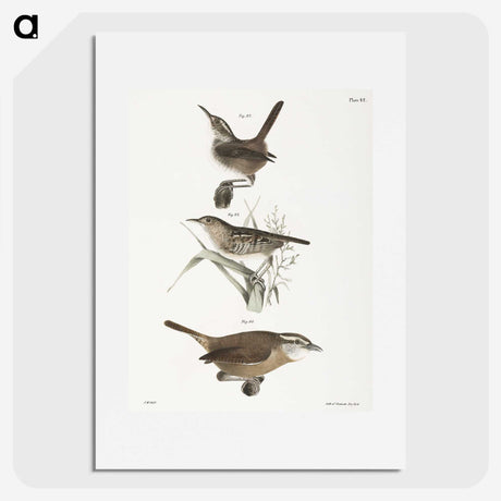 2-13_Zoology-of-New-York_picture