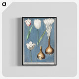 2-14_Anselmus-Boetius-de-Boodt_blk-crop