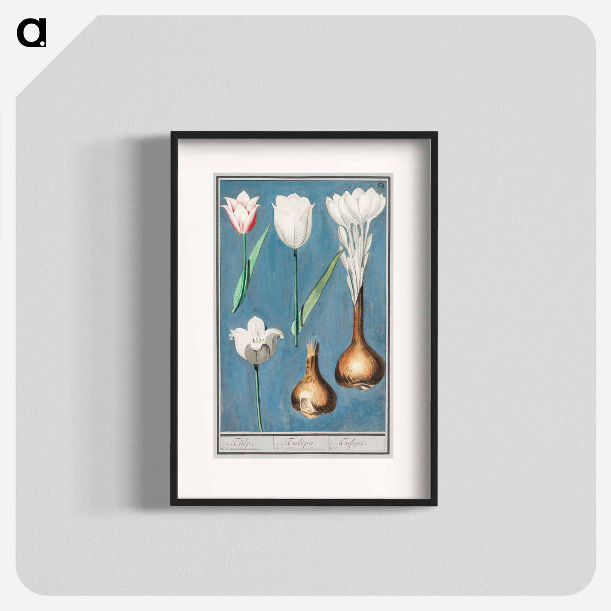 Tulip - アンセルムス ボエティウス デ ブート Poster.