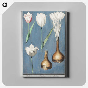 2-14_Anselmus-Boetius-de-Boodt_canvas