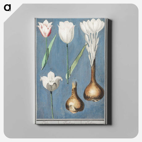 2-14_Anselmus-Boetius-de-Boodt_canvas