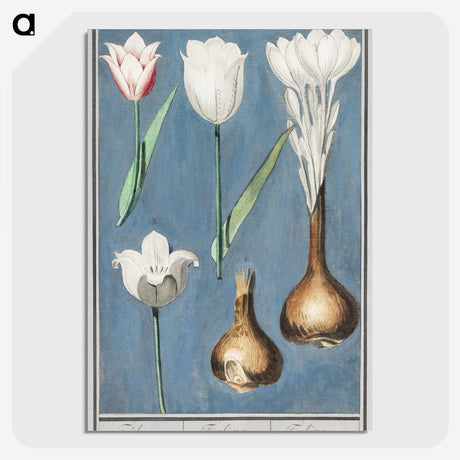 2-14_Anselmus-Boetius-de-Boodt_picture-crop