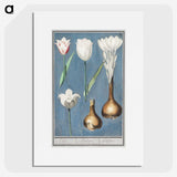 2-14_Anselmus-Boetius-de-Boodt_picture