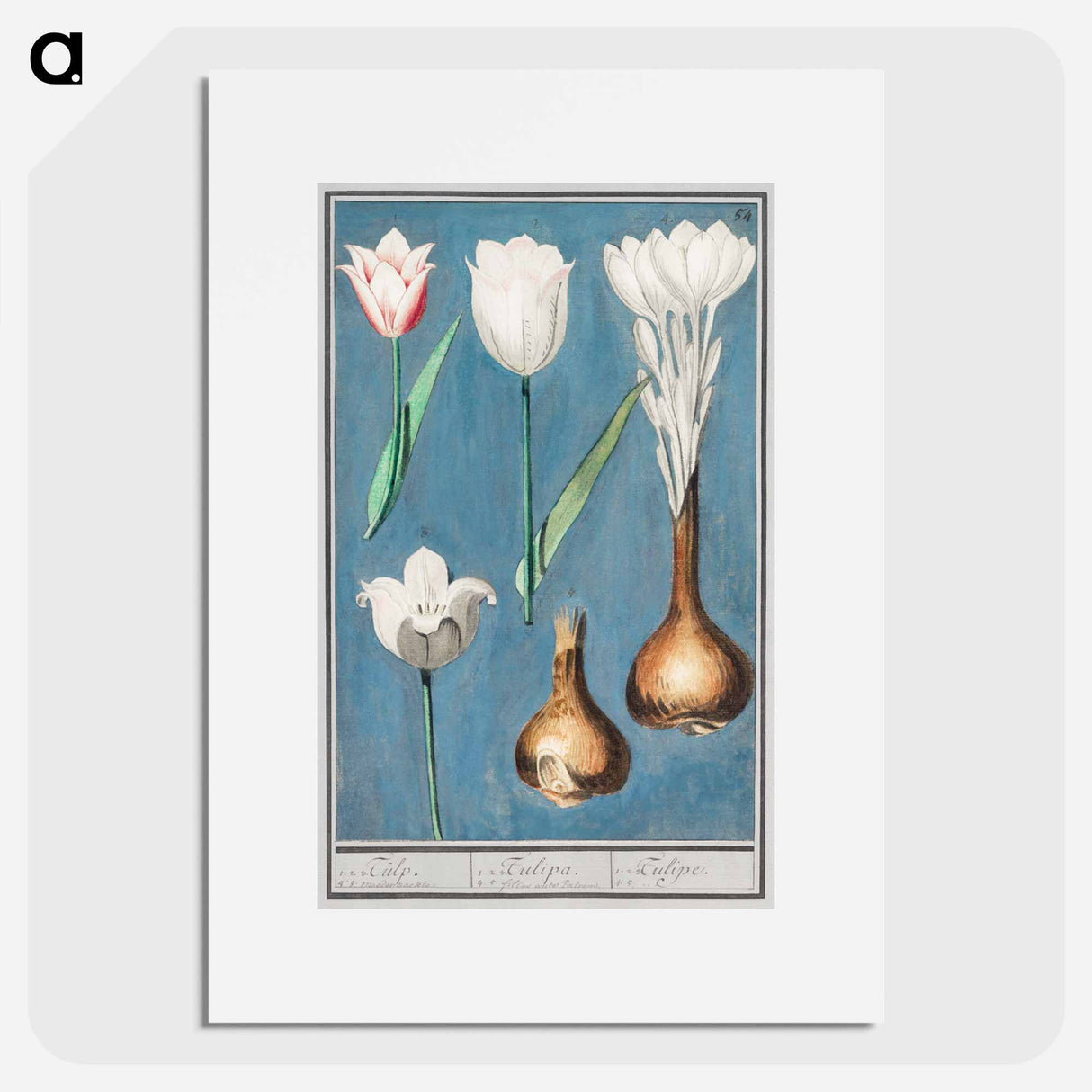 Tulip - アンセルムス ボエティウス デ ブート Poster.