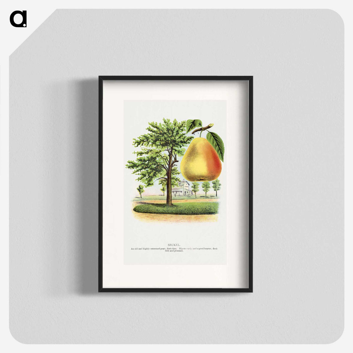 2-14_Botanical-Specimen-Plates_blk