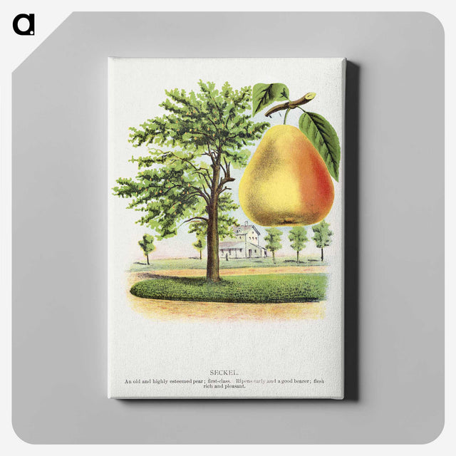 2-14_Botanical-Specimen-Plates_canvas