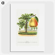 2-14_Botanical-Specimen-Plates_picture