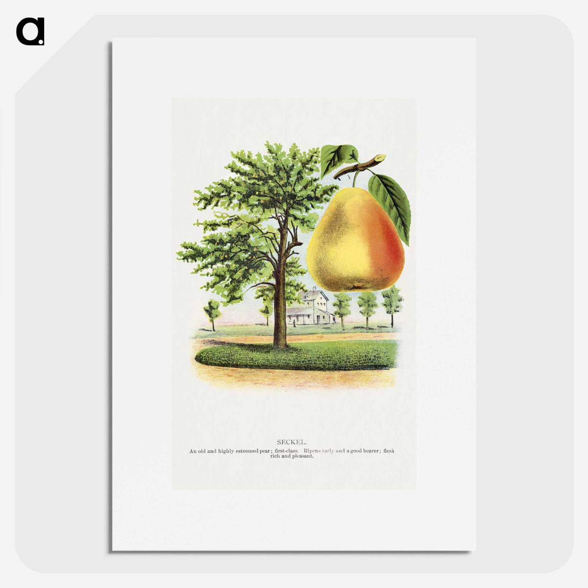 2-14_Botanical-Specimen-Plates_picture