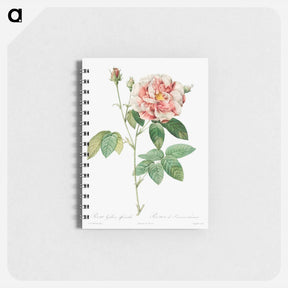 アートメモ帳-Rosa Gallica
 - クリーブランド美術館 Memo.