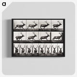 2-14_Eadweard-Muybridge_blk-crop