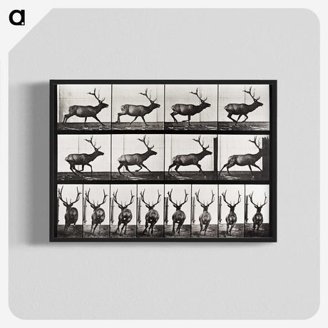 2-14_Eadweard-Muybridge_blk-crop
