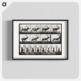 2-14_Eadweard-Muybridge_blk