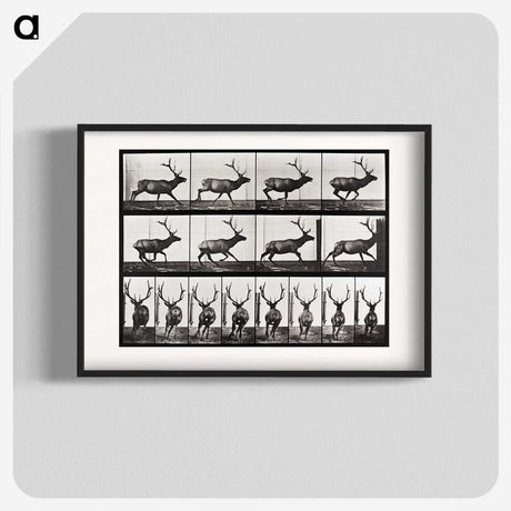 2-14_Eadweard-Muybridge_blk