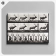 2-14_Eadweard-Muybridge_canvas