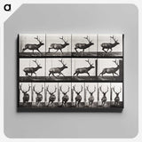 2-14_Eadweard-Muybridge_canvas