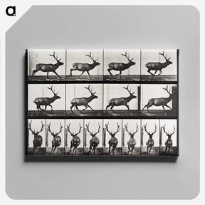2-14_Eadweard-Muybridge_canvas