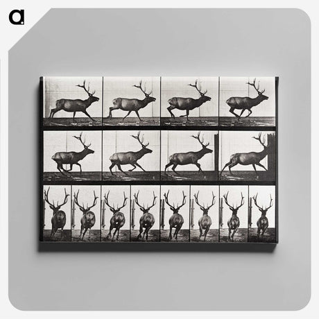 2-14_Eadweard-Muybridge_canvas