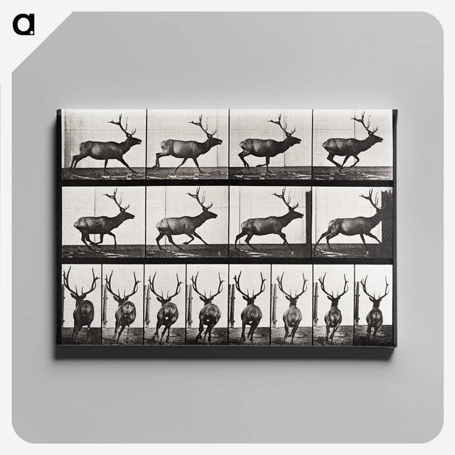 2-14_Eadweard-Muybridge_canvas